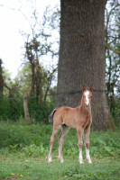 Vente de poney